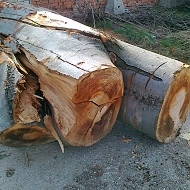 bukov surovina
